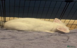 Mixed Breed rabbits for sale: Rabbit boys for sale  - Image 5