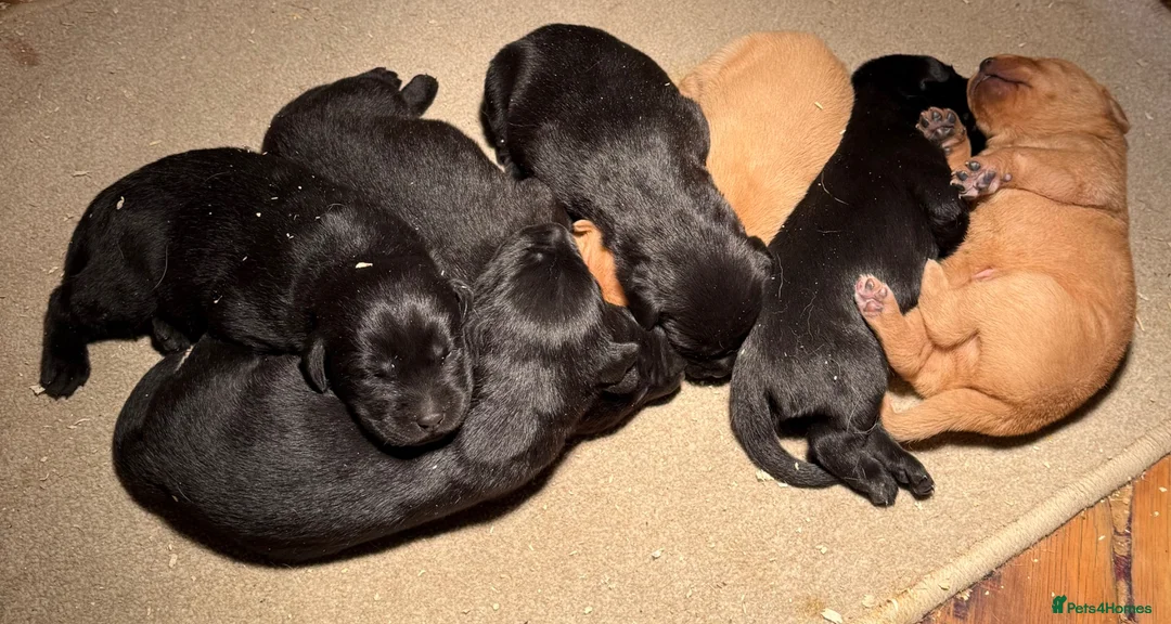Labrador Retriever dogs for sale: Stunning,confident and loving Labrador puppies.  - Advert 2