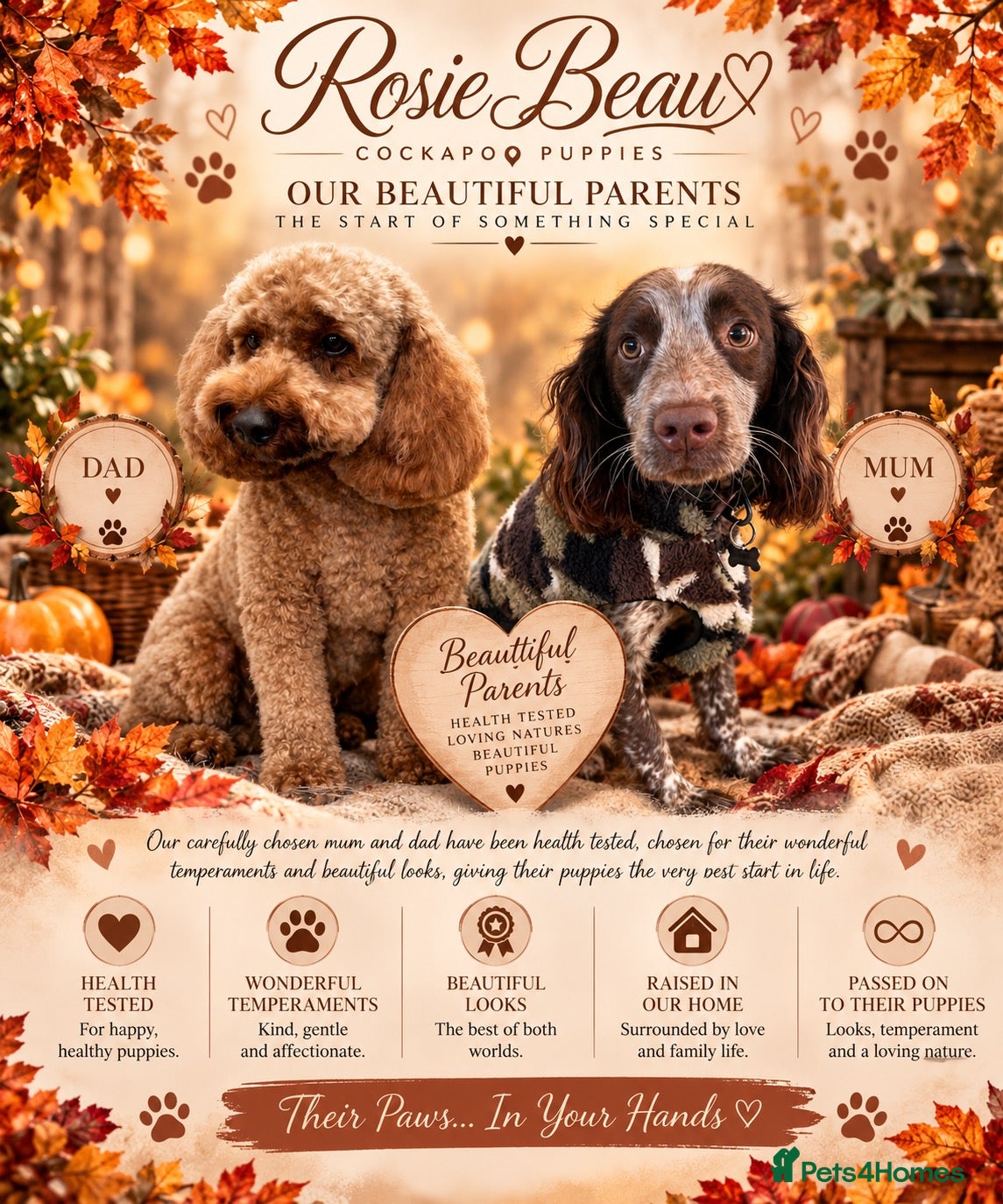 Cockapoo dogs Cockapoo puppy wait lists open  - Advert 2
