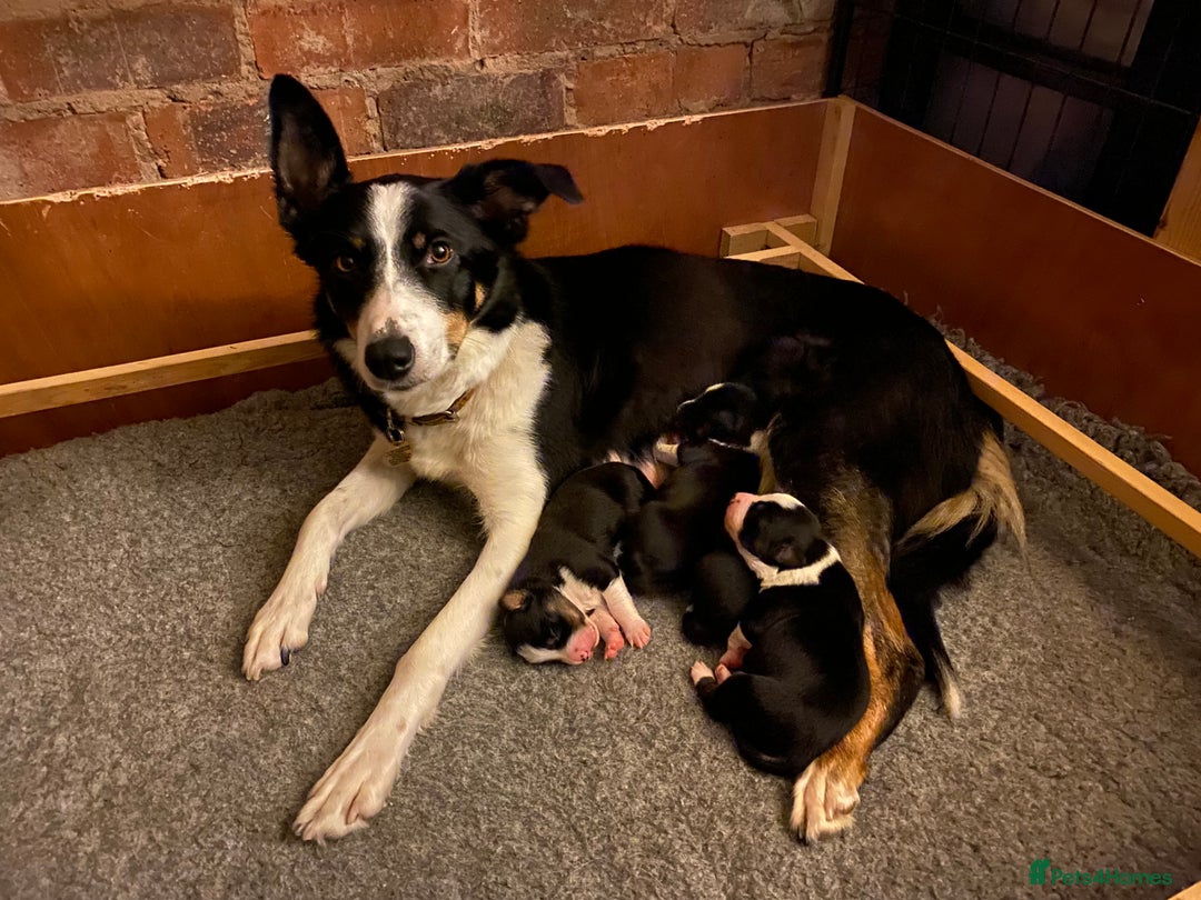 Border Collie dogs for sale: 🐾ISDS Registered Border Collie Puppies🐾 - Advert 4