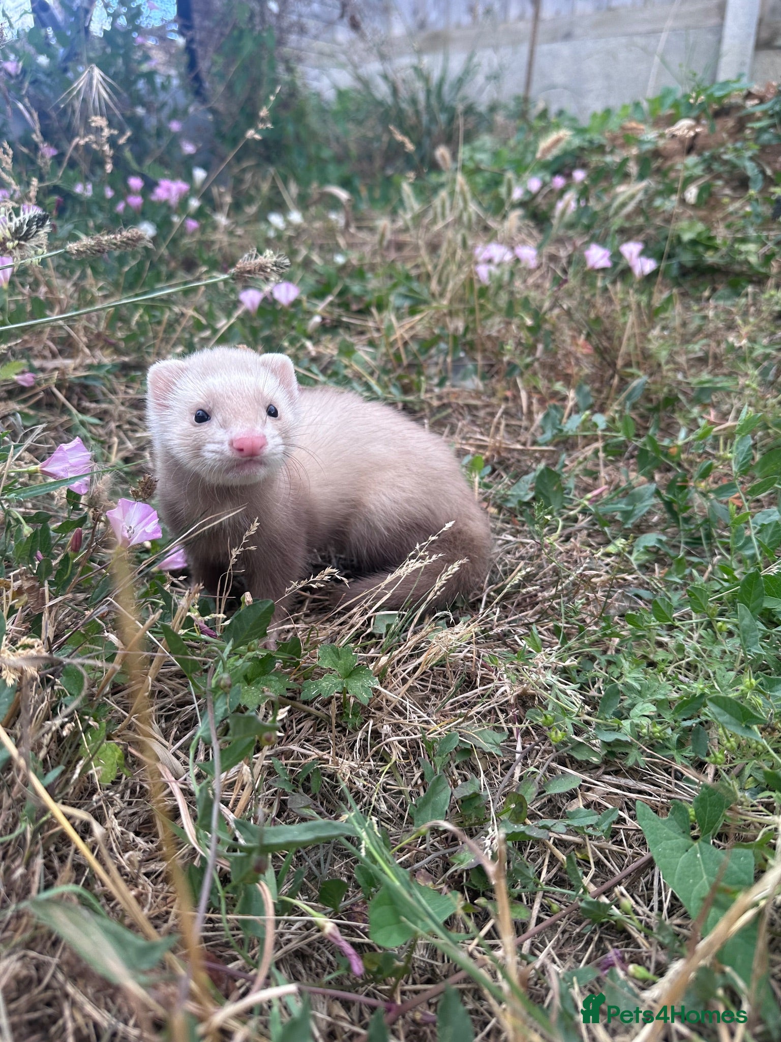 Ferret rodents Hobbs for sale - Advert 1