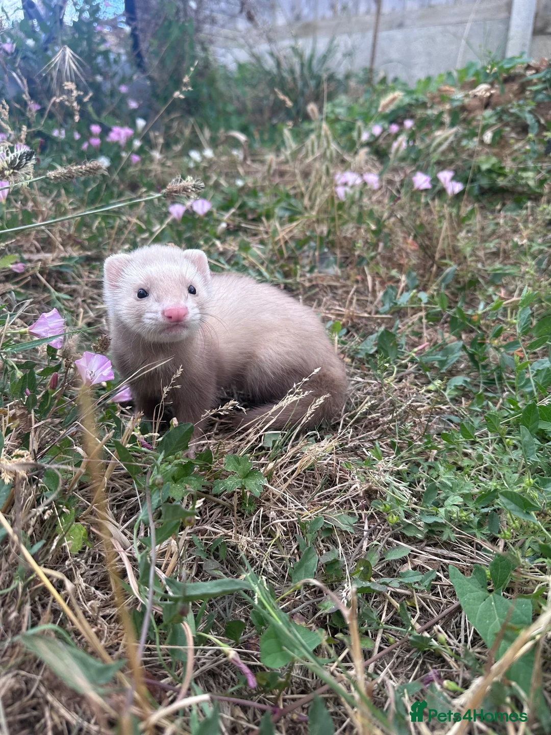 Ferret rodents for sale: Ready in 3 weeks - Advert 3