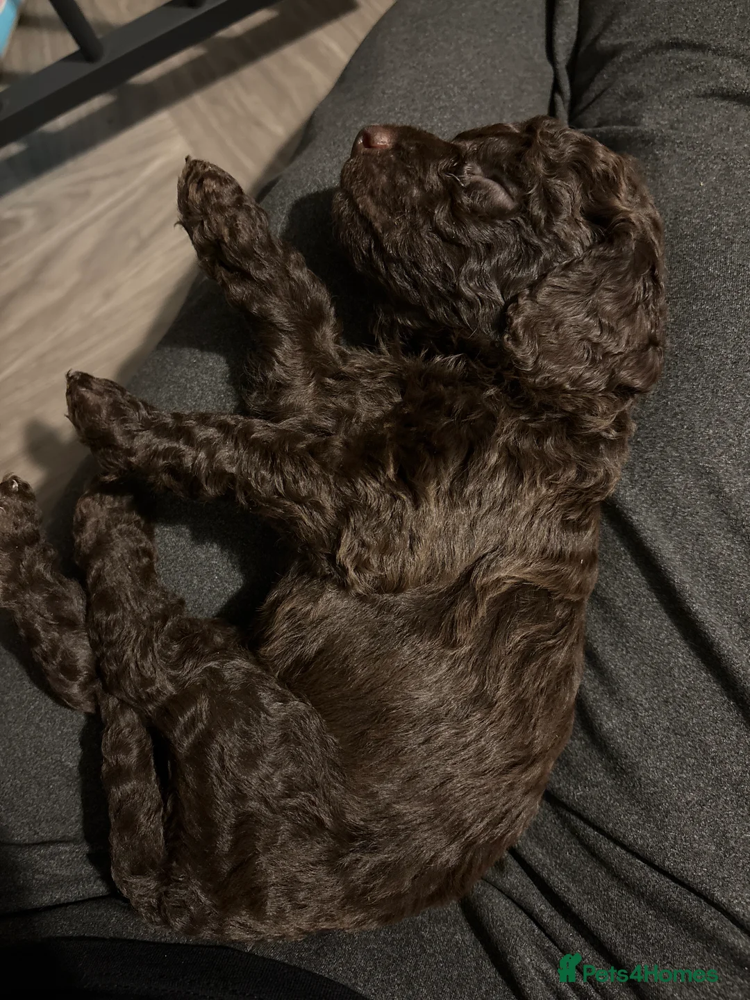 Cockapoo dogs for sale: 1 Male F1B Cockapoo looking for forever home 🐾 - Advert 16