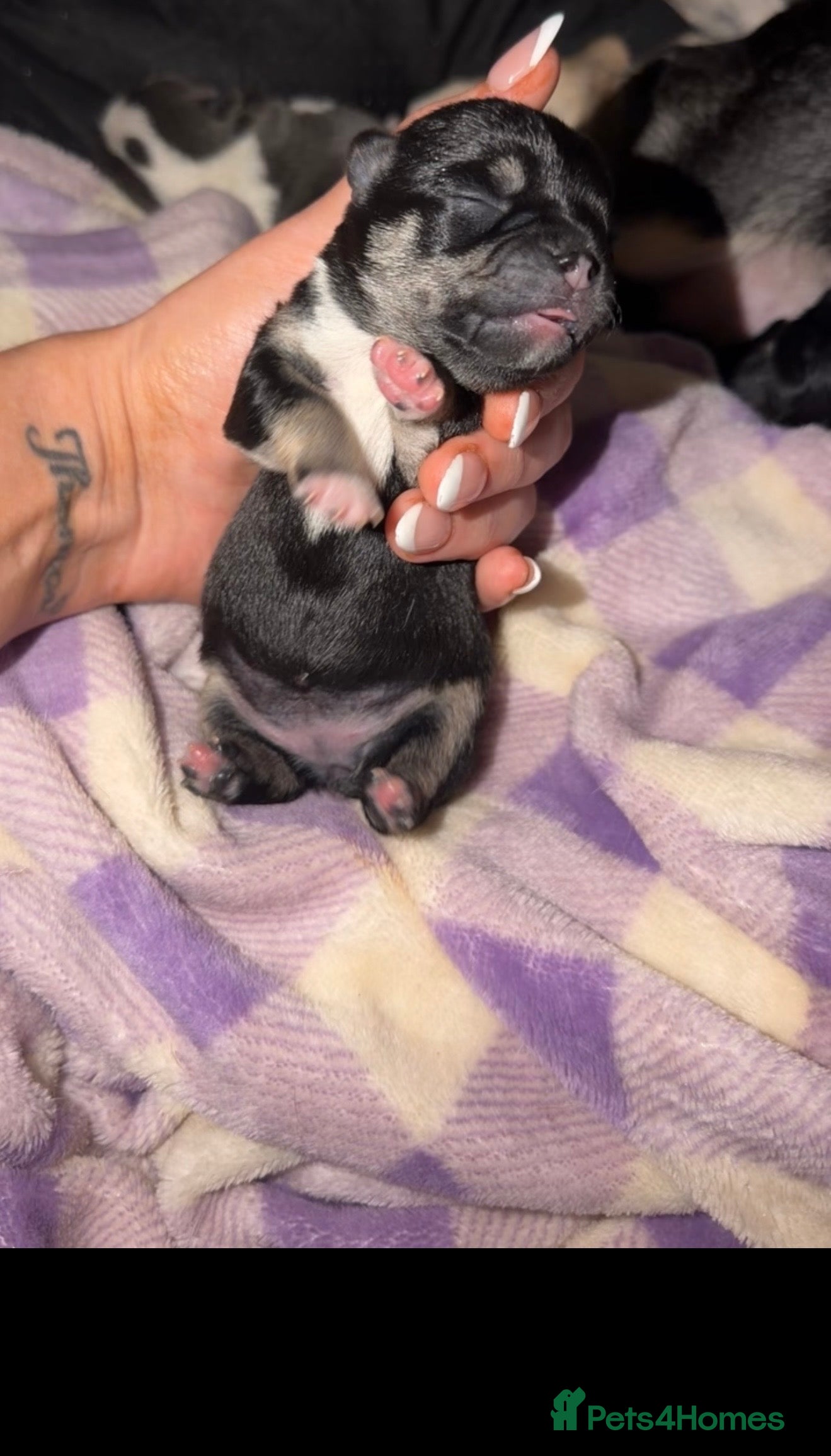 Chihuahua dogs for sale: 1 black & tan stunning girl🩷 - Advert 7