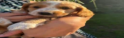 Cocker Spaniel dogs for sale: A gorgeous Spaniel boy  - Advert 10