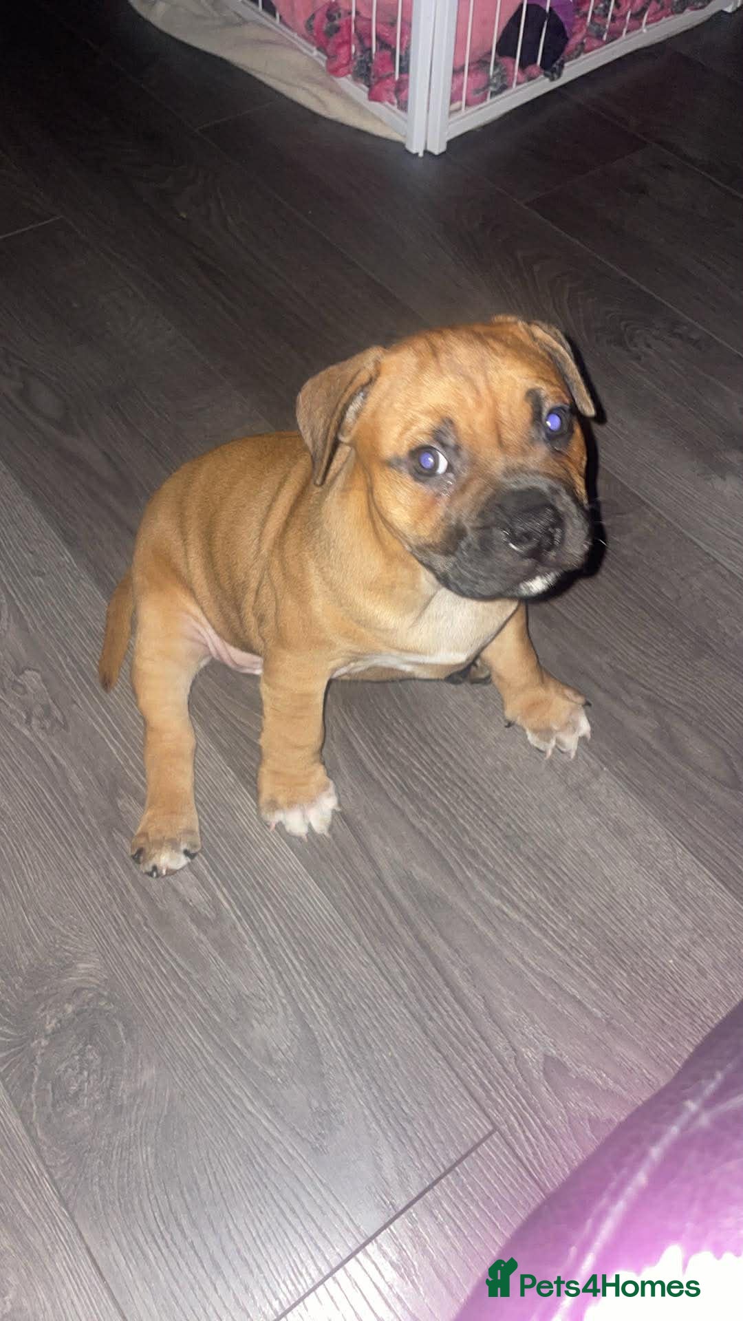 Staffordshire Bull Terrier dogs Beautiful chunky red staffys  - Advert 3