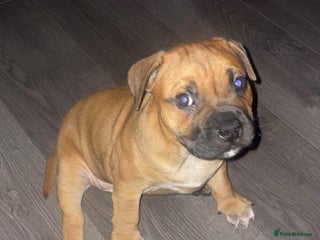 Staffordshire Bull Terrier dogs Beautiful chunky red staffys - Advert 1