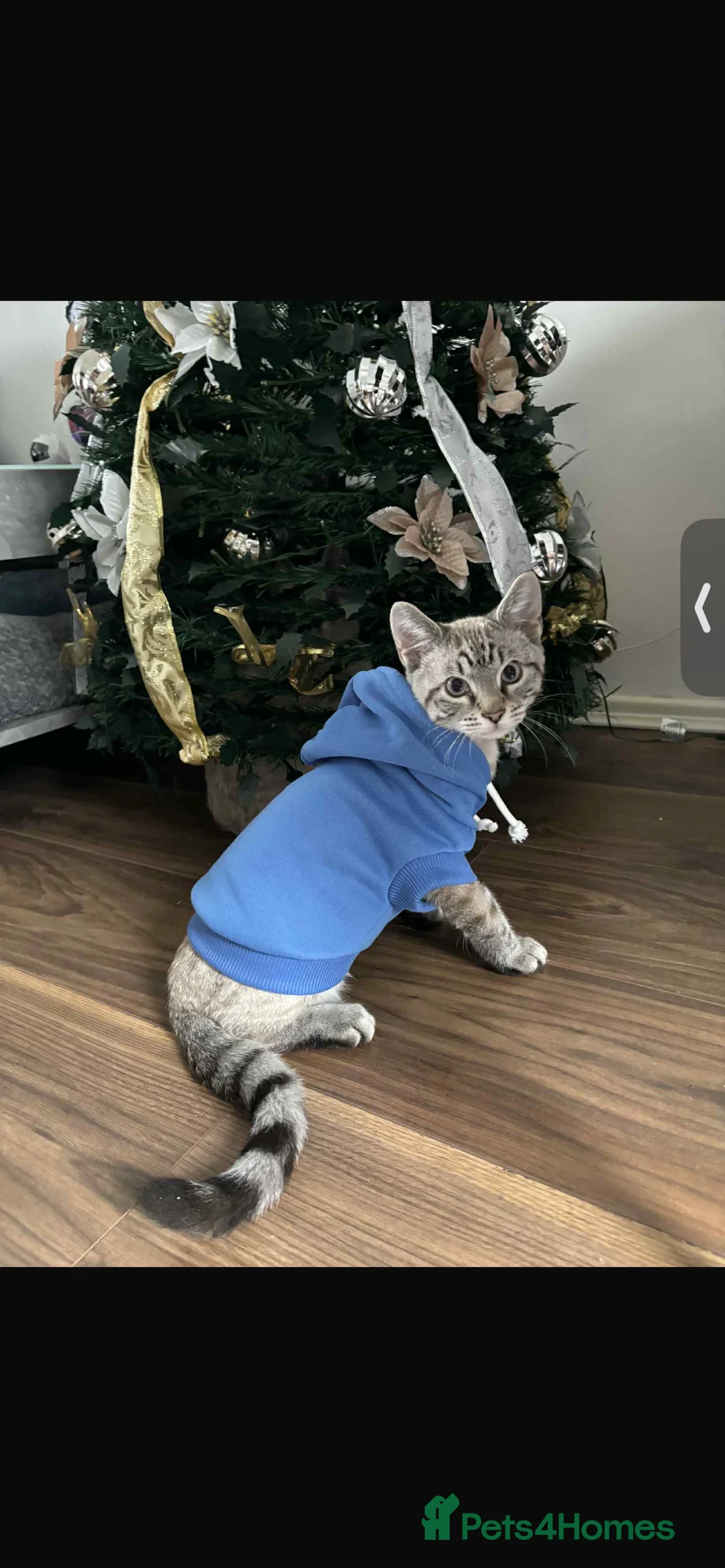 Bengal cats for sale: 5 Bengal x 1 snow lynx Bengal 4 brown spotted  in Skelmersdale - Advert 14