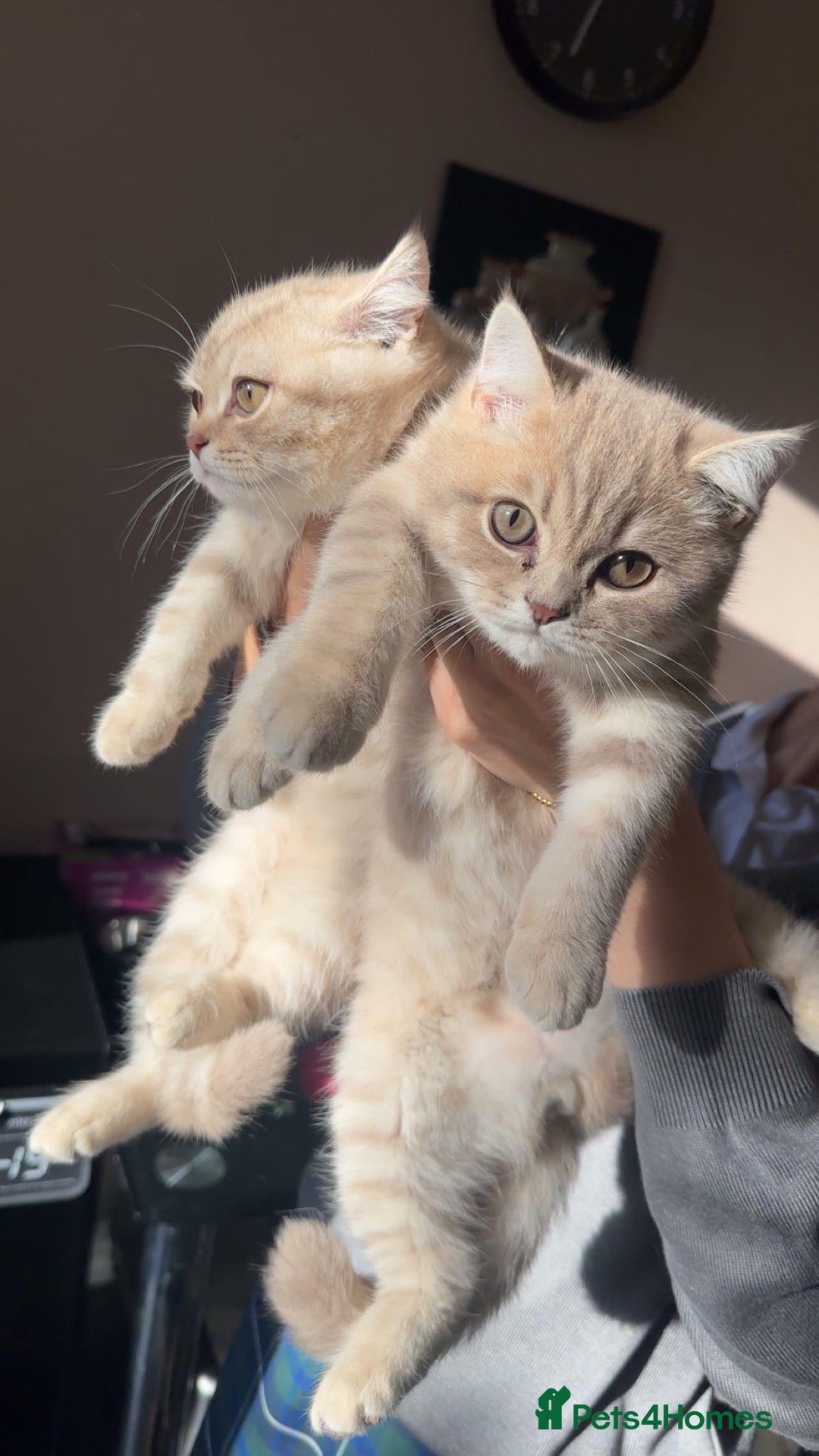 British Shorthair cats AVAILABLE 2  British short hairs for sale  - Advert 14