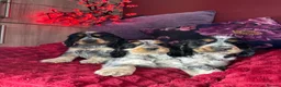 Cocker Spaniel dogs for sale: Extensively Health Tested, Top Quality pedigree  - Advert 7