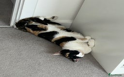 British Shorthair cats for sale: Tigga - Image 2