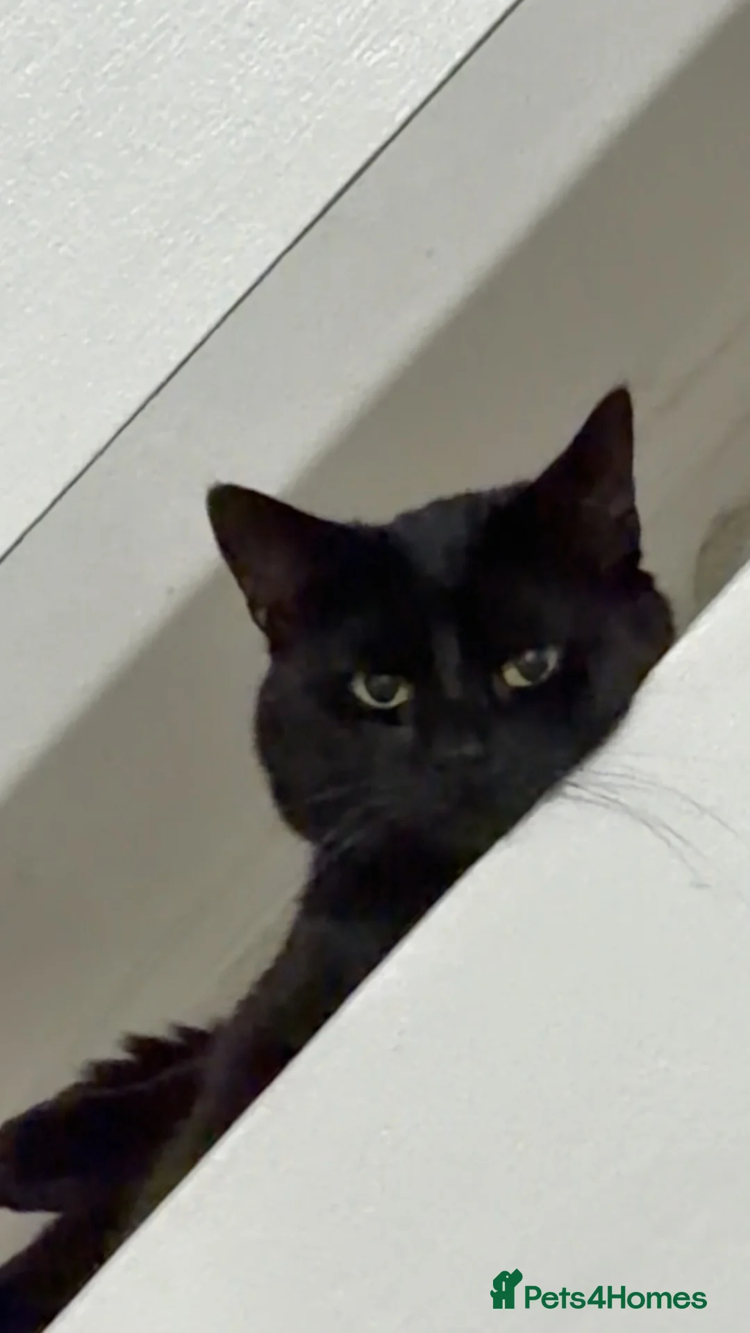 Domestic Shorthair cats for sale: Bandit – Cat Looking for a Loving Home - Advert 2