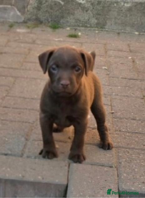 Patterdale Terrier dogs for sale: Chocolate Patterdale Terriers  - Advert 1