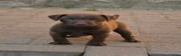 Patterdale Terrier dogs for sale: Chocolate Patterdale Terriers  - Advert 1