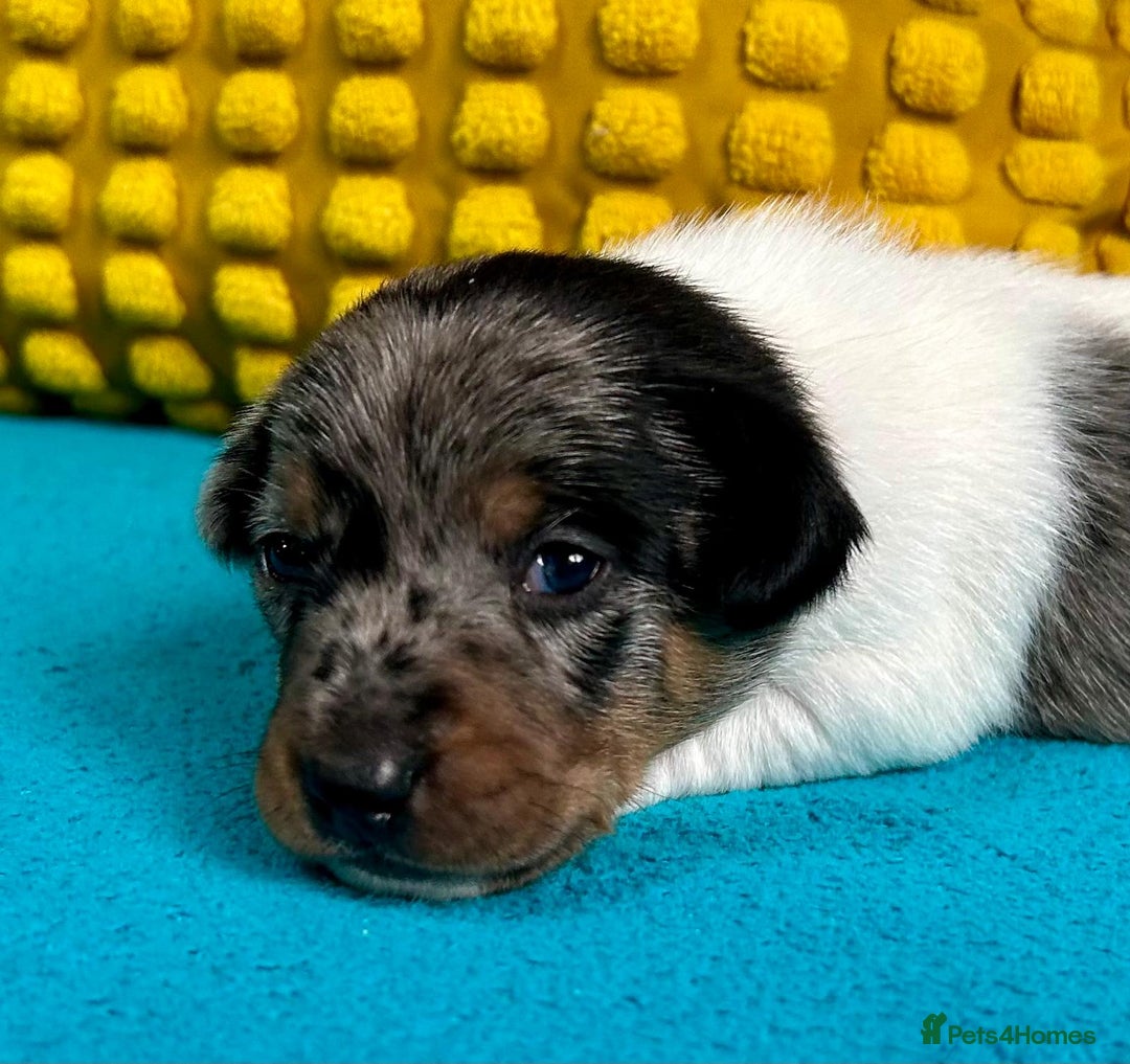 Jack Russell dogs for sale: Quality pure bred  Jack Russel babies  - Advert 19