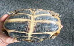 Tortoise reptiles for sale: Horsefield Russian Tortoise  - Image 9