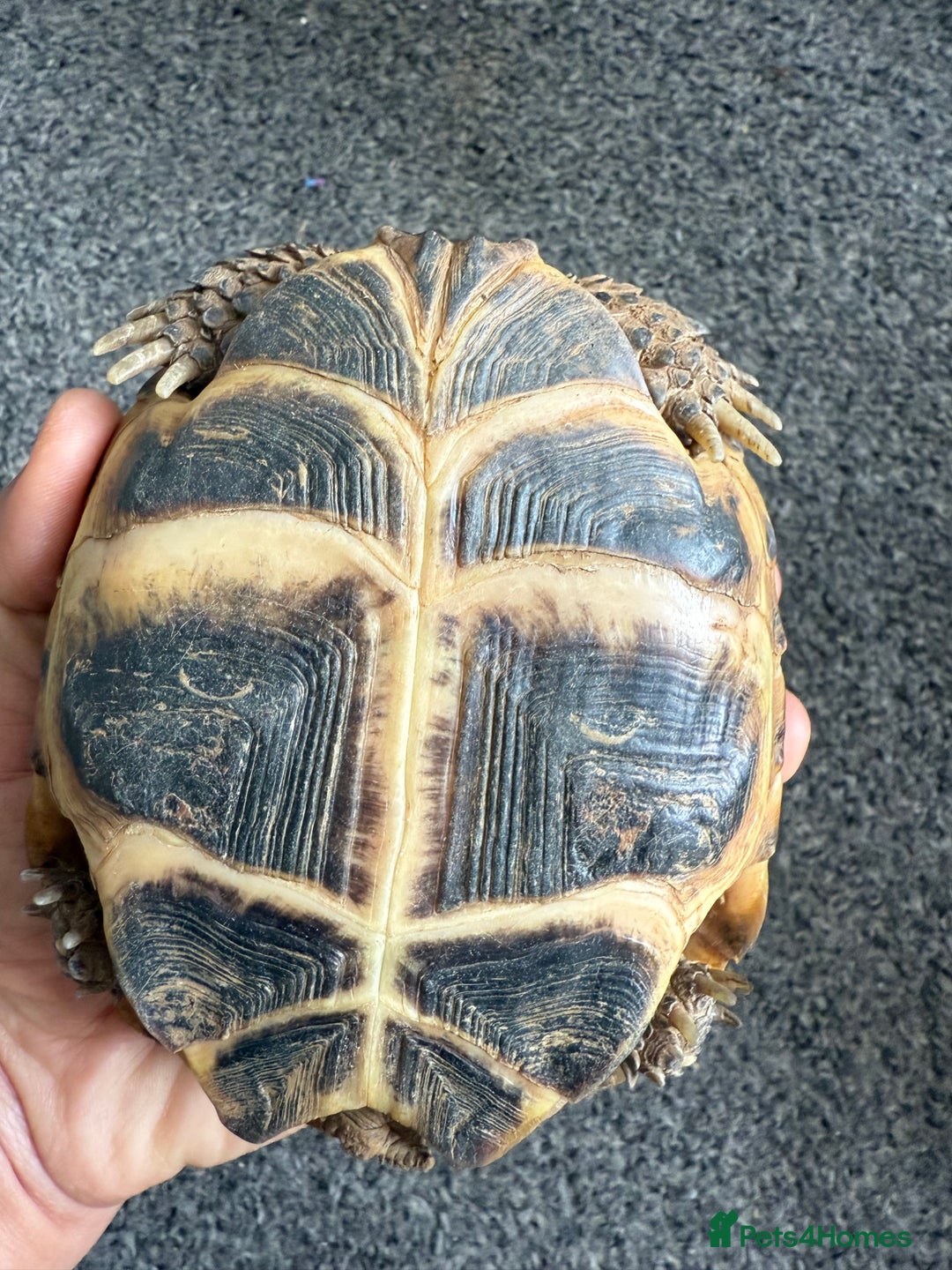 Tortoise reptiles for sale: Horsefield Russian Tortoise  - Image 9