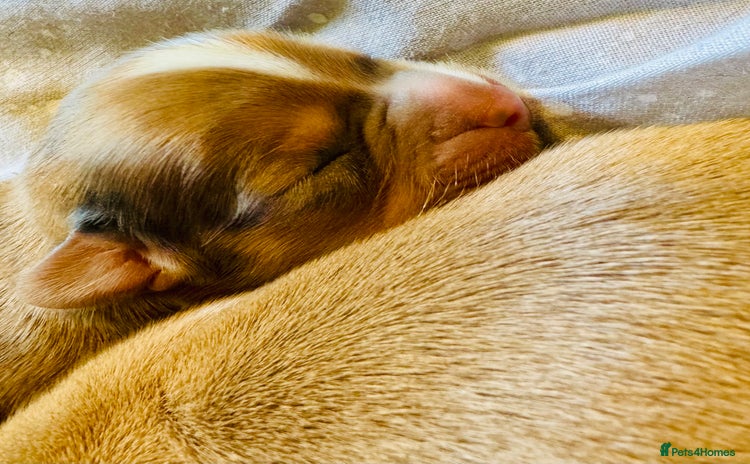 Mixed Breed dogs - Advert 8