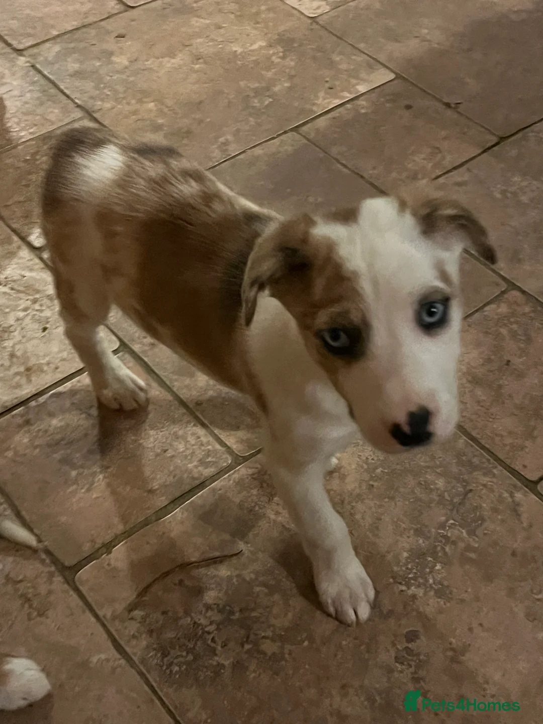 Border Collie dogs for sale: Border  collie pups. Mixed colours. - Advert 8