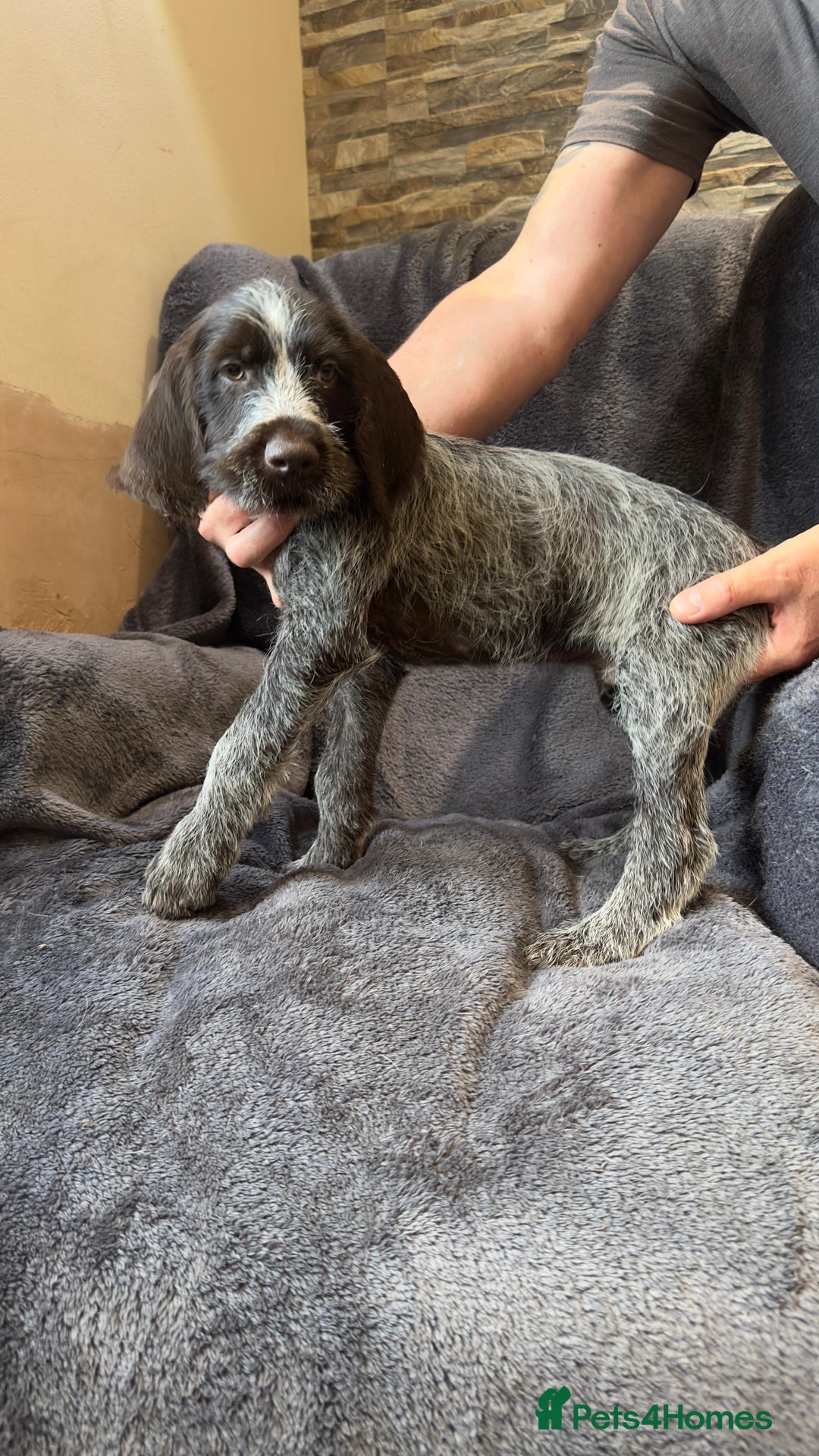 German Wirehaired Pointer dogs for sale: GWP Pups for sale field bloodlines land waterfowl  in Preston - Image 16