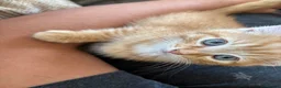 Mixed Breed cats for sale: Fluffy chunky kittens  - Advert 4