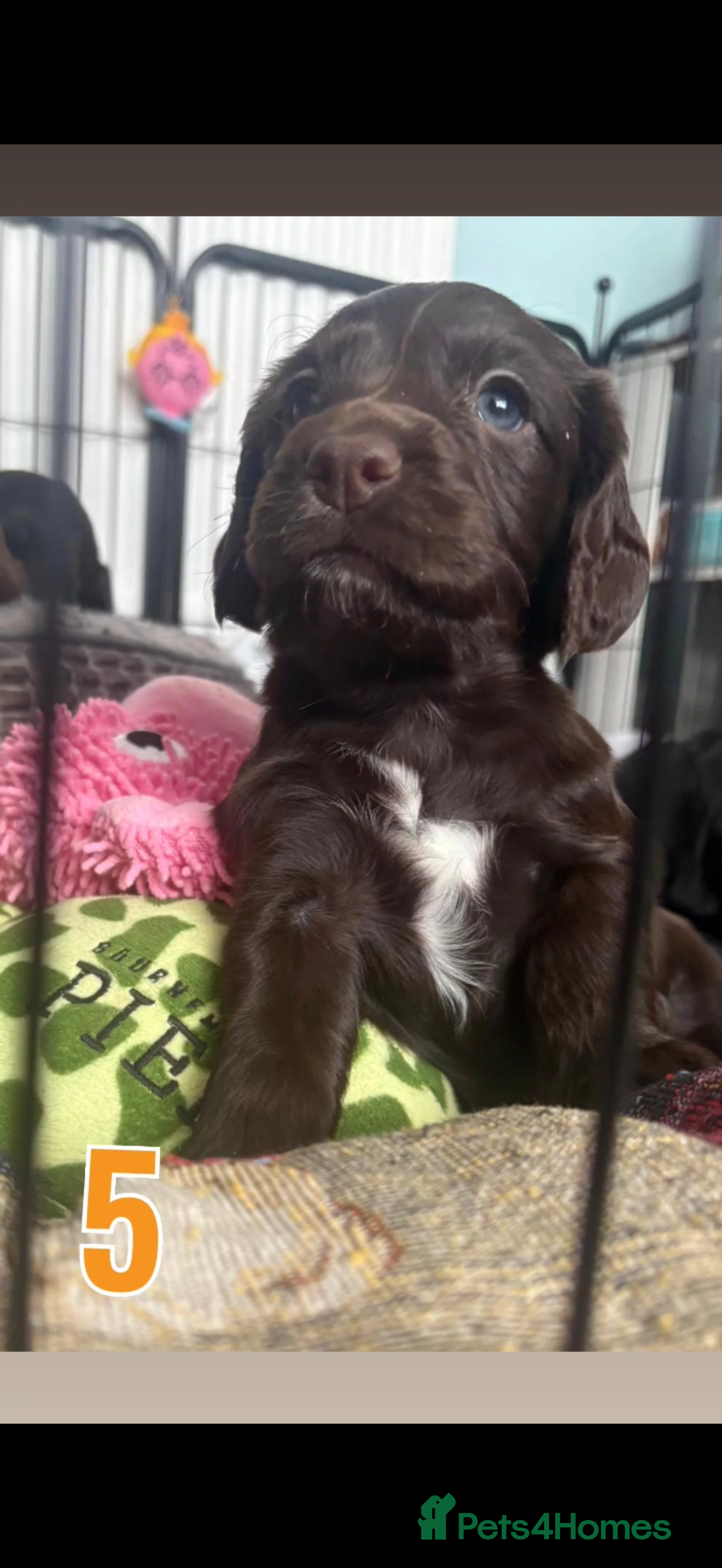 Cocker Spaniel dogs 3 Girls Cocker Spaniel Puppies (working) - Advert 2