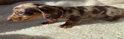 Miniature Dachshund dogs for sale: Beautiful miniature dachshund puppies  - Advert 18