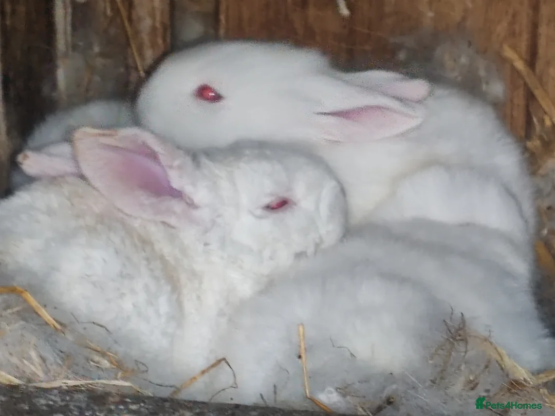 New Zealand rabbits for sale: Pure gorgeous new Zealand white rabbit  in Dewsbury - Advert 1