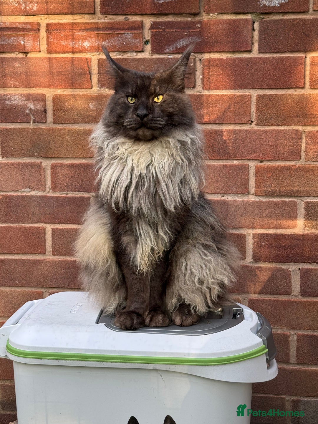 Mixed Breed cats for sale: British short hair cross Maine coon  - Advert 14