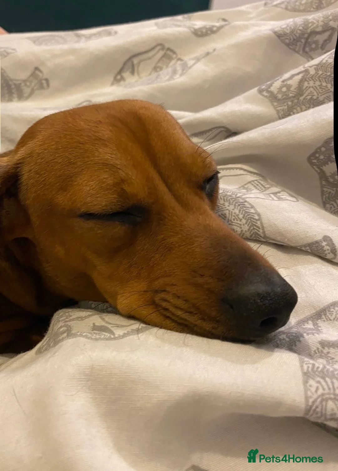 Dachshund dogs for sale: Buddy and Minnie (to be rehomed together)  - Advert 9