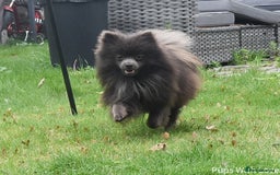 Pomeranian dogs for stud: 💜Handsome Lilac&Blue Pomeranian Brothers! 💙 - Image 4
