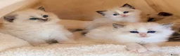 Ragdoll cats for sale: Champion pedigree Chucky Ragdoll babies  - Advert 14