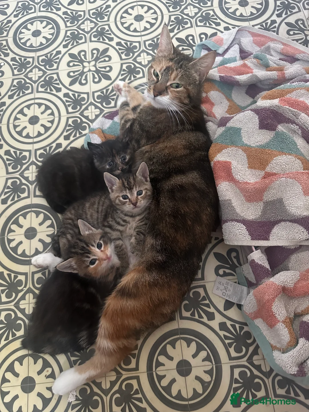 Mixed Breed cats for sale: X 3 Mixed tabby kittens - Advert 3