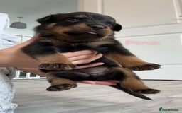 Rottweiler dogs for sale: Beautiful Baby Rottweiler puppies for sale  - Image 18