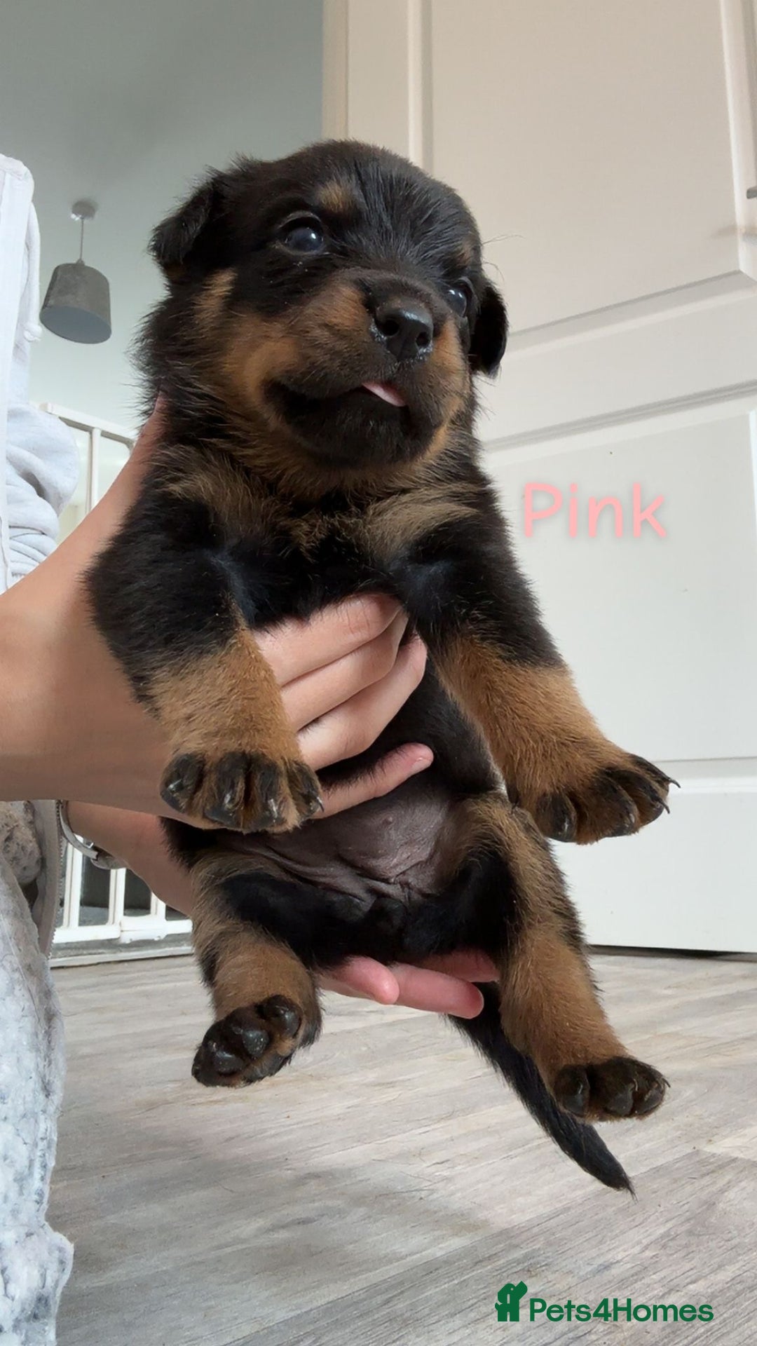 Rottweiler dogs for sale: Beautiful Baby Rottweiler puppies for sale  - Image 18
