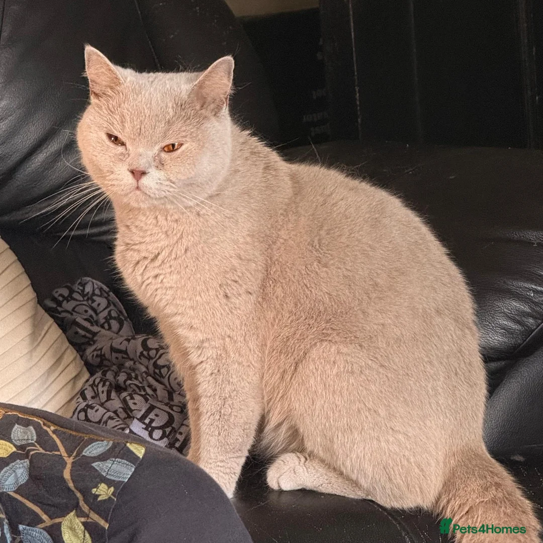 British Shorthair cats for sale: Stunning Lilac British Shorthair Female 2.5yrs  - Advert 2