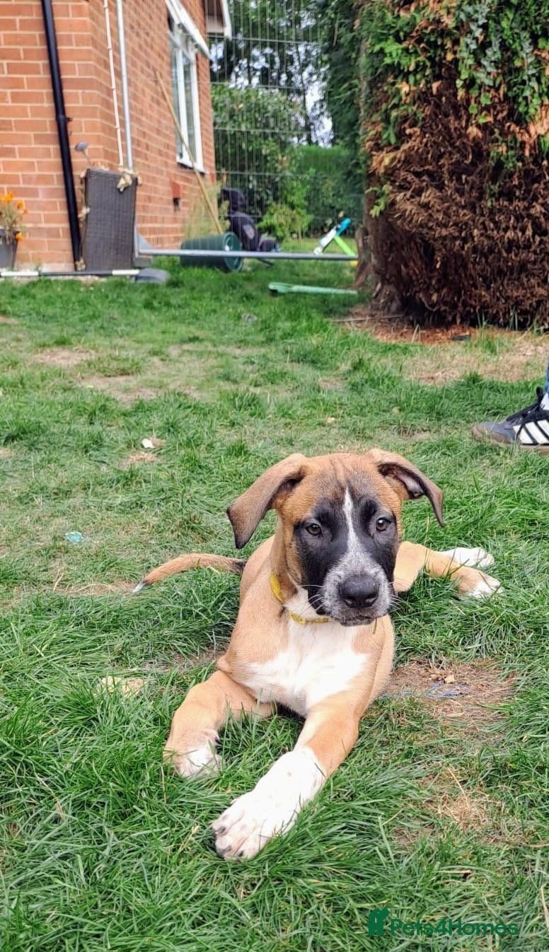 Mixed Breed dogs American bulldog x Belgian Malinois  - Advert 1