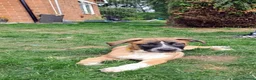 Mixed Breed dogs for sale: American bulldog x Belgian Malinois  - Advert 7