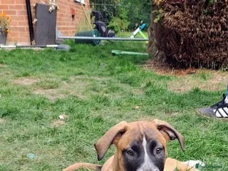 Mixed Breed dogs American bulldog x Belgian Malinois - Advert 6
