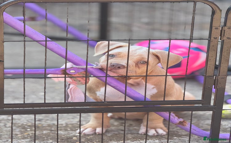American Bully dogs - Advert 1