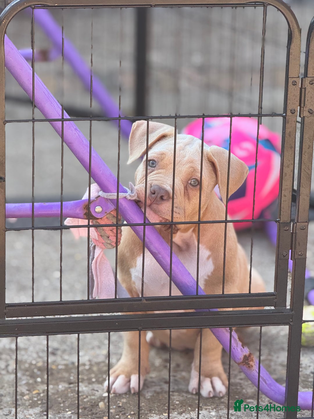 American Bully dogs for sale: Pocket bully female GREAT bloodline READY to leave - Image 1