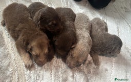 German Shepherd dogs for sale: Working KC GSD German shepherd puppies  - Image 11