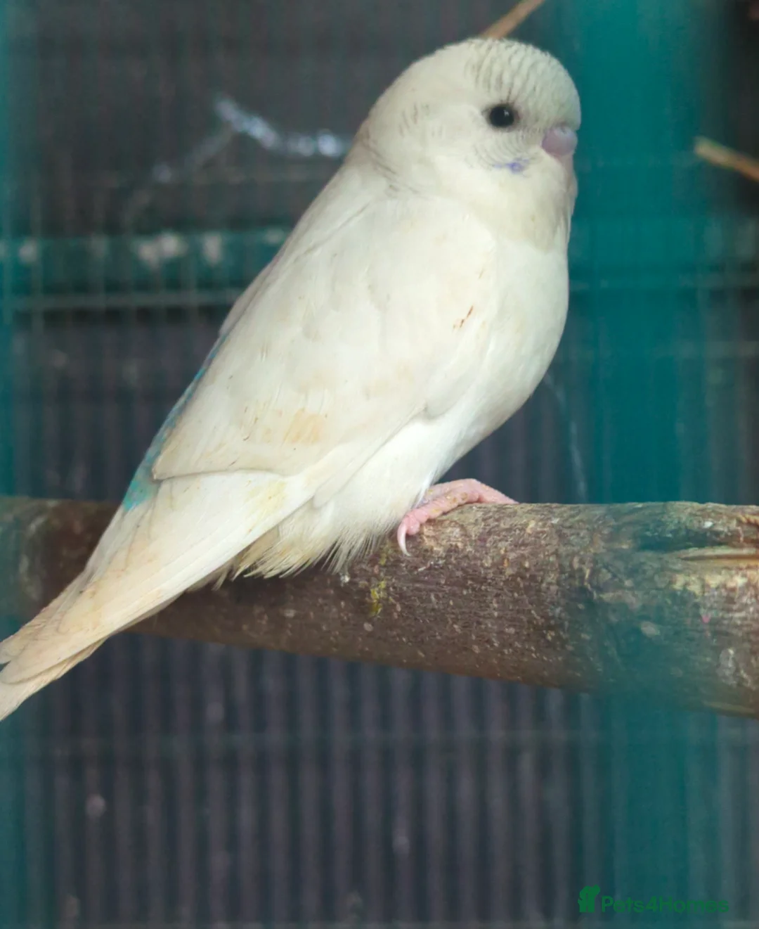 Budgerigars birds for sale: Baby budgies  - Advert 2