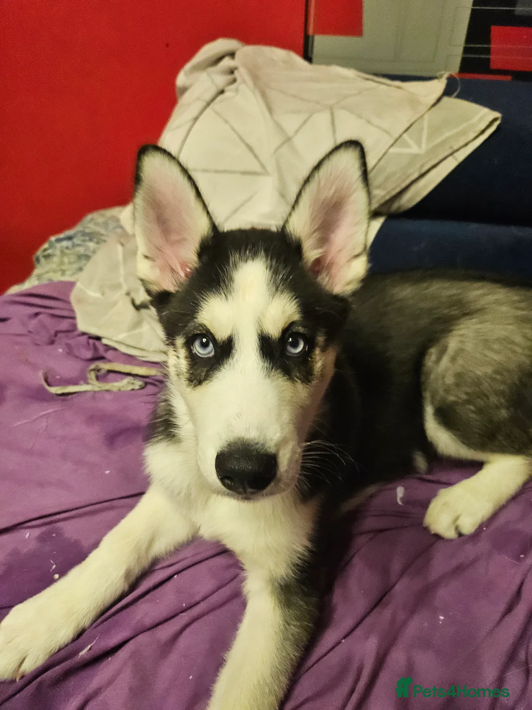 Siberian Husky dogs for sale: Girls  - Advert 5