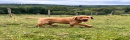 Labrador Retriever dogs for sale: Gorgeous fox red Labrador female puppies - Advert 8