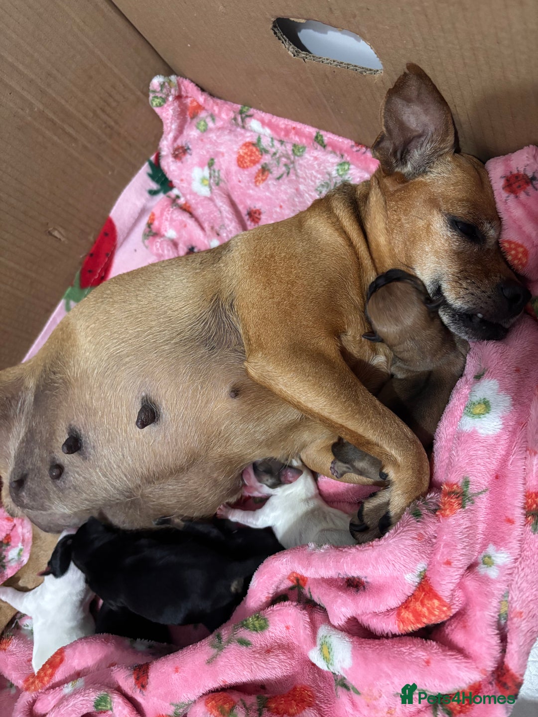 Chihuahua dogs for sale: Chihuahua puppies  - Image 4