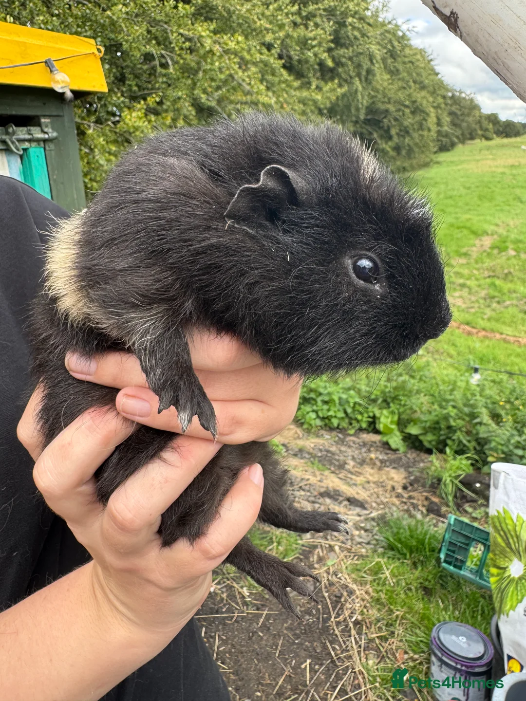 Guinea Pig rodents for sale: Guinea pigs  - Advert 18