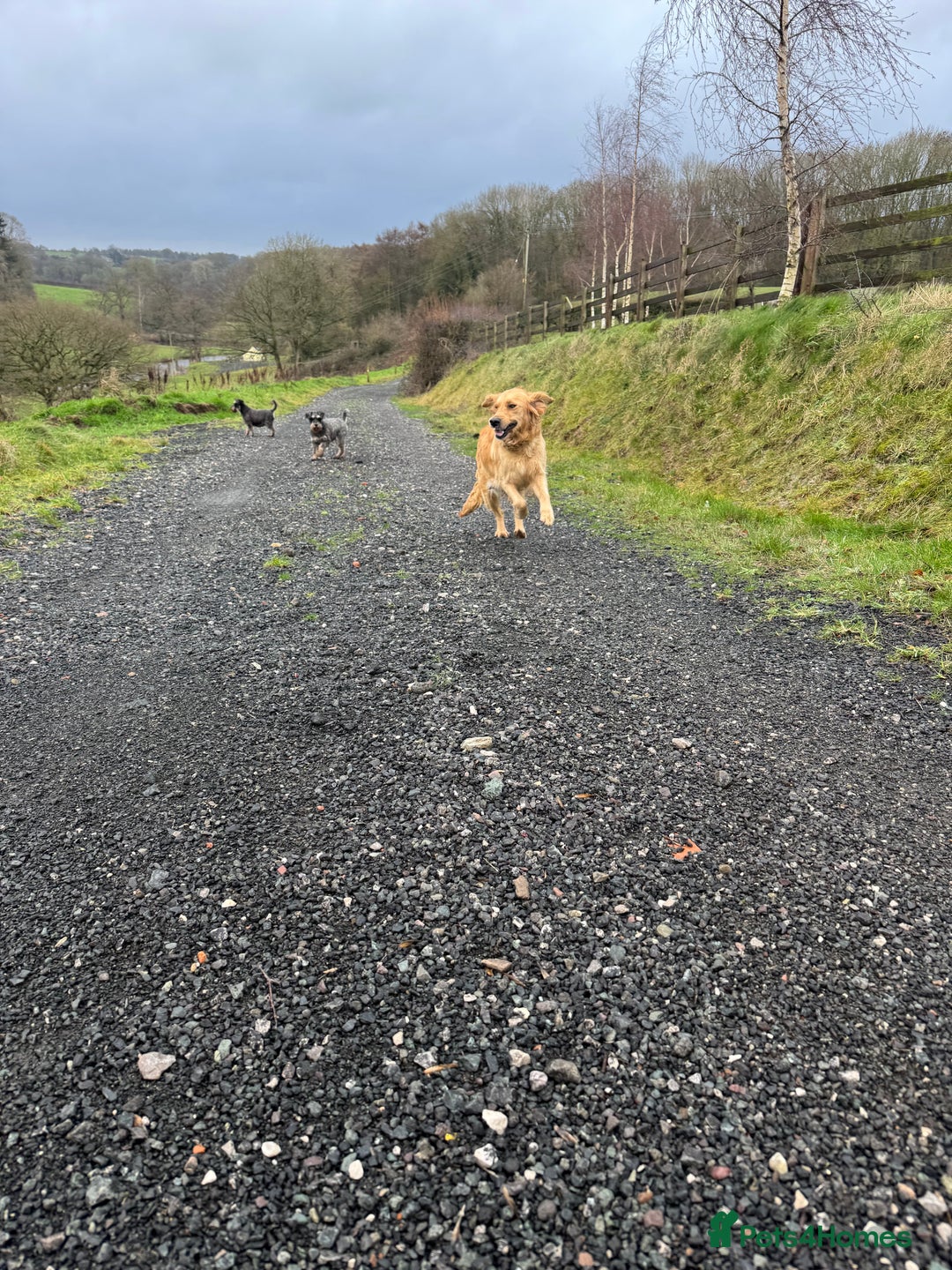 Golden Retriever dogs for sale: Beautiful KC Golden Retriever’s Health tested - Advert 11