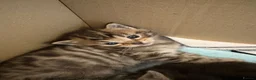 Mixed Breed cats for sale: Gorgeous Mainecoon x Bengal - Advert 6
