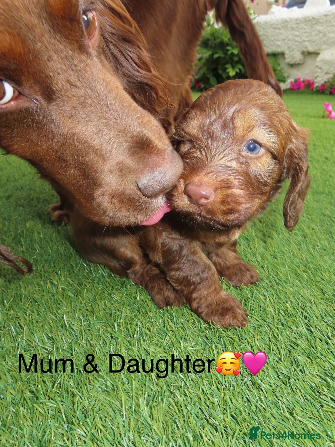 Cockapoo dogs for sale: Beautiful cockerpoo puppies  - Image 26